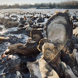 A bed of wild oysters thrives on the shore off of Greenwich, Connecticut.