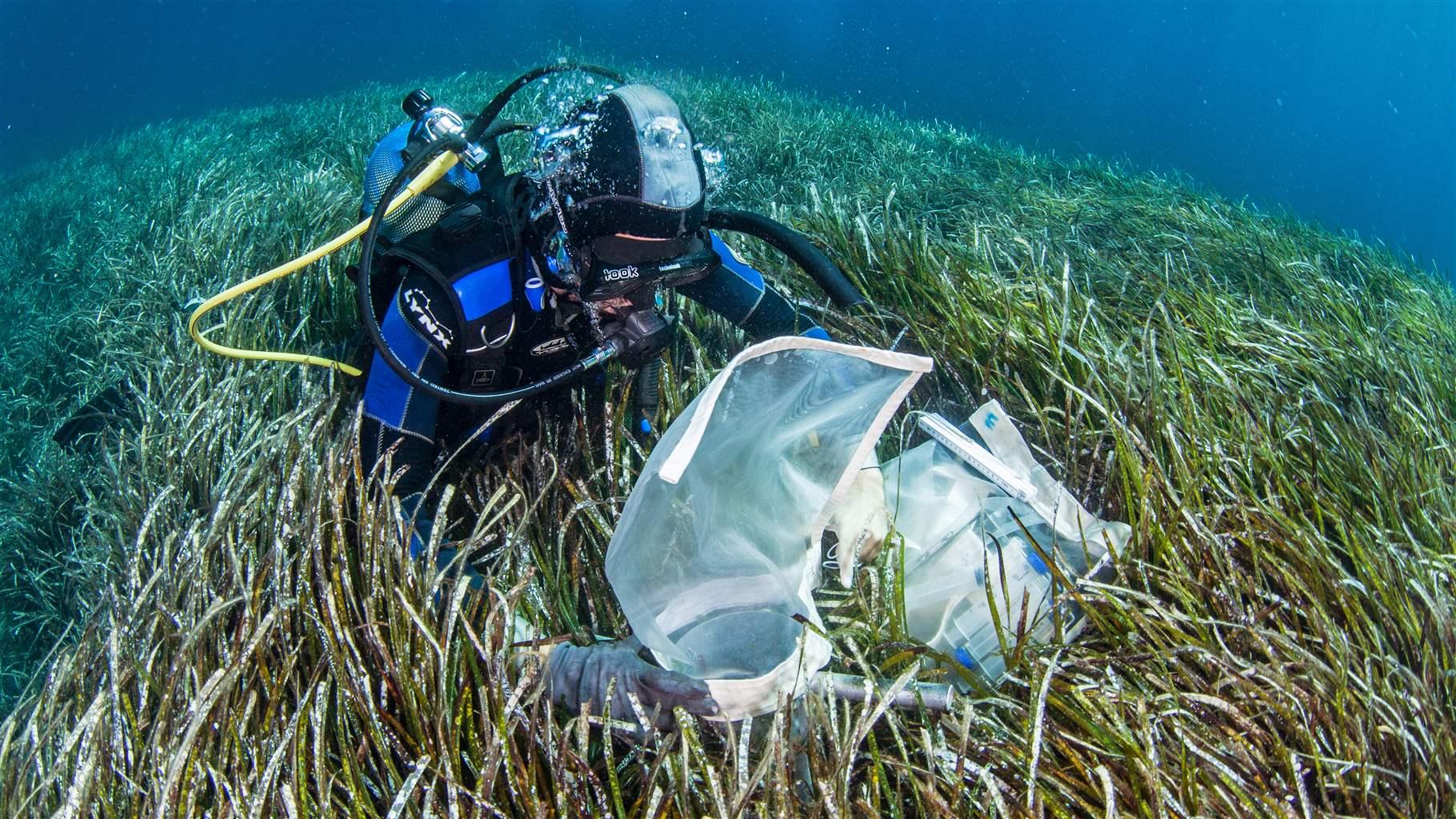 Researcher in seagrass