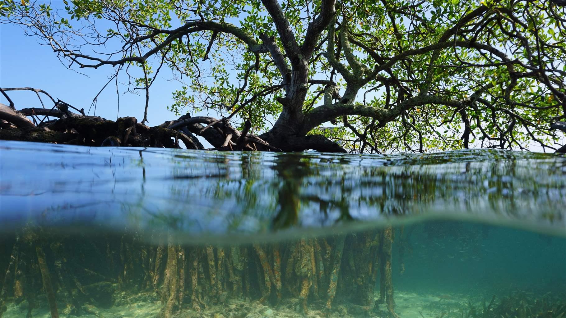 Split shot of a red mangrove tree over and under sea surface with its roots and a starfish underwater, Caribbean, Belize