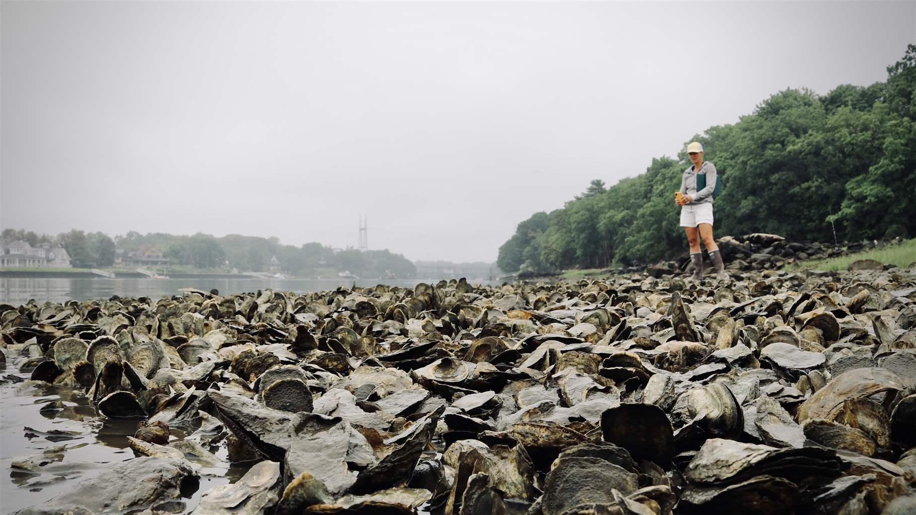 A scientist conducting an oyster population survey looks over a natural bed in Westport, Connecticut.