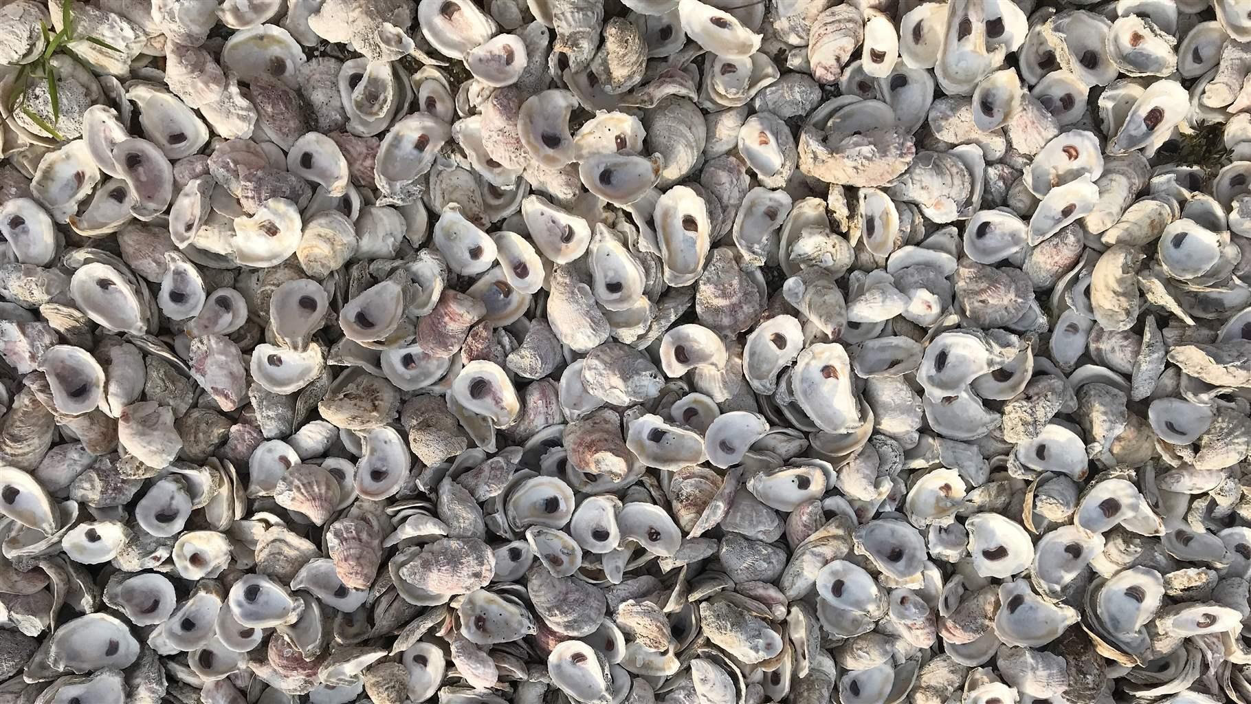 Oyster Shells Covering the Ground