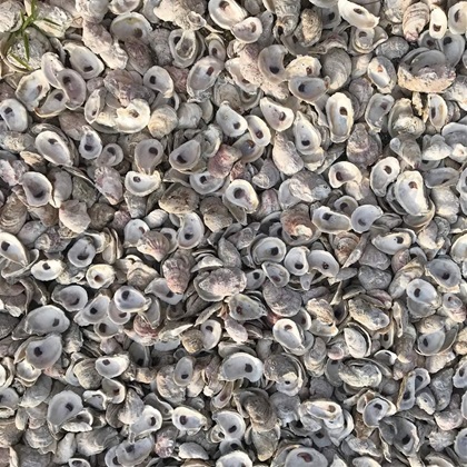 Oyster Shells Covering the Ground