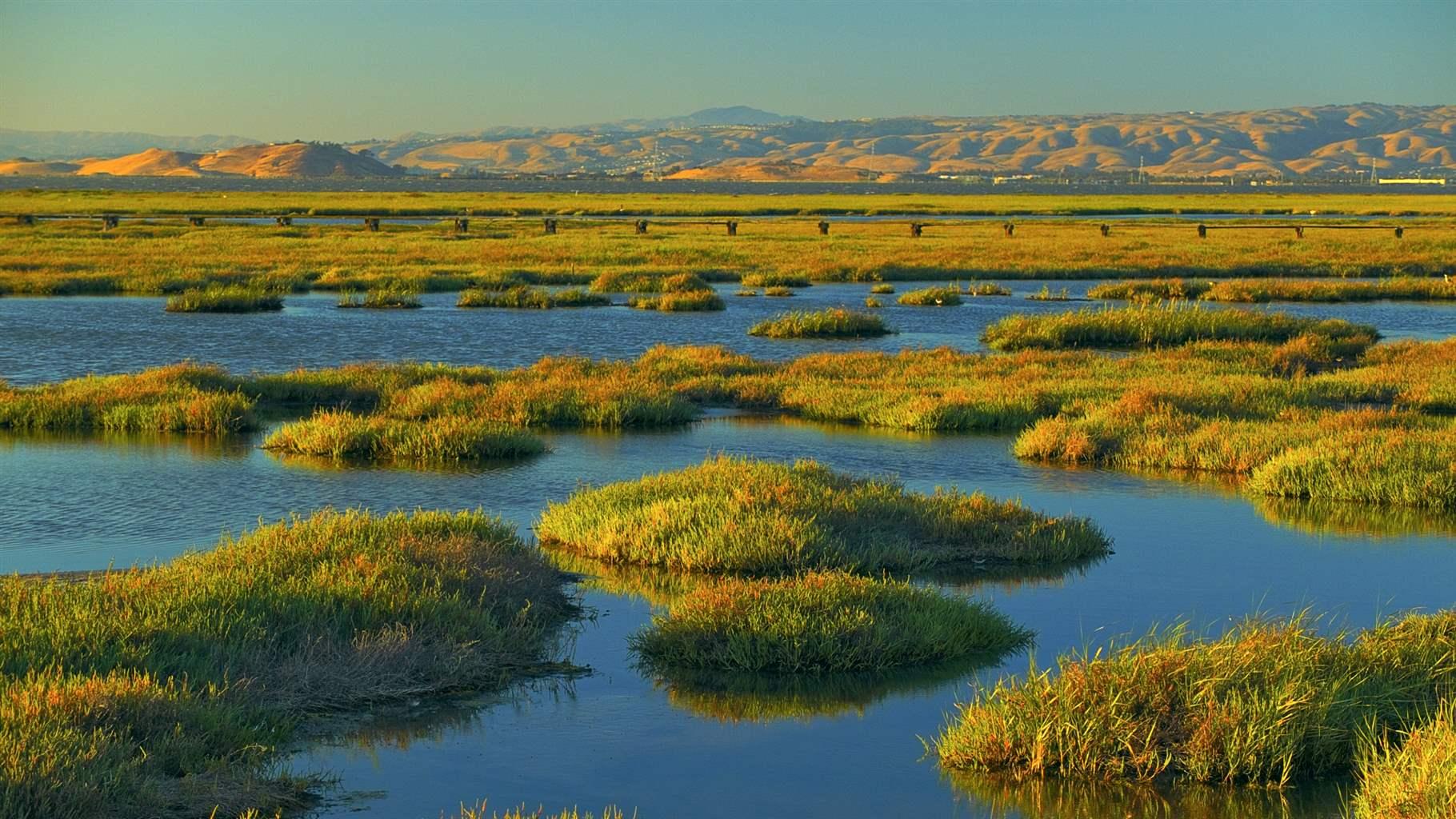Moments before sunset, the lush green vegetation was illuminated gloriously by the last glimpse of soft warm sunlight, offering an impressively beautiful view of the coastal marshland at Bayland Nature Preserve in San Francisco Bay, Palo Alto, California.