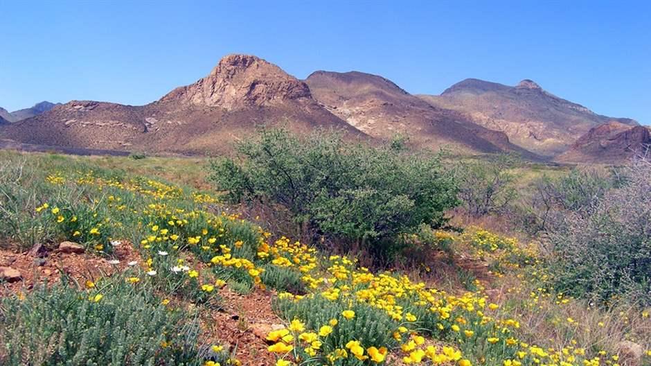 Castner Range in El Paso, Texas, is known for its seasonal poppy blooms. 