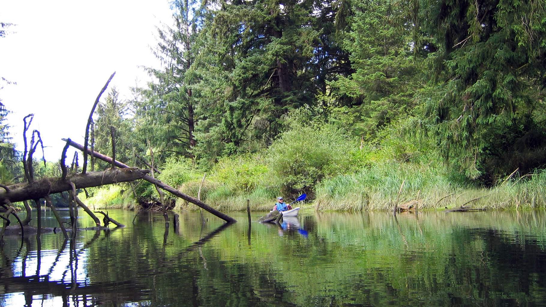 A kayaker enjoys paddling through a tidal swamp in the Nehalem River estuary in Oregon. Dominated by Sitka spruce, this ecosystem is a rich haven for salmon, migratory birds and other wildlife that also captures a substantial amount of carbon.