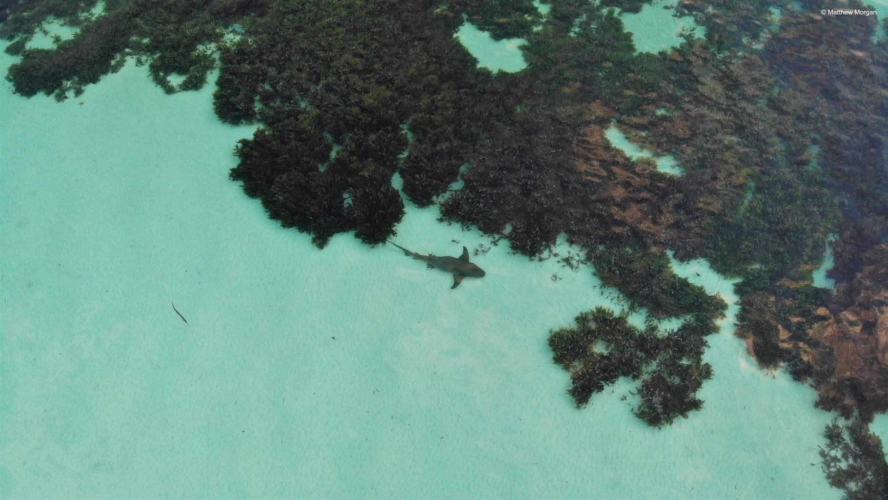 A shark swims through seagrass in the Seychelles, where plans to protect coastal wetlands are part of the country’s updated nationally determined contribution to the Paris Agreement which outlines climate actions and related targets.