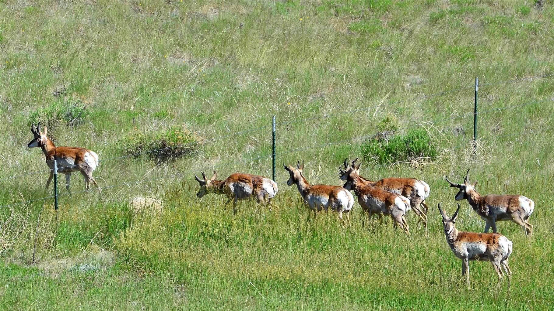 Pronghorn pass under a fence near La Veta, Colorado. The fencing is one of several human-made obstacles pronghorn face during their fall and spring migrations.