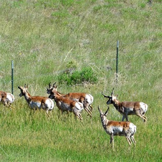 Pronghorn pass under a fence near La Veta, Colorado. The fencing is one of several human-made obstacles pronghorn face during their fall and spring migrations.