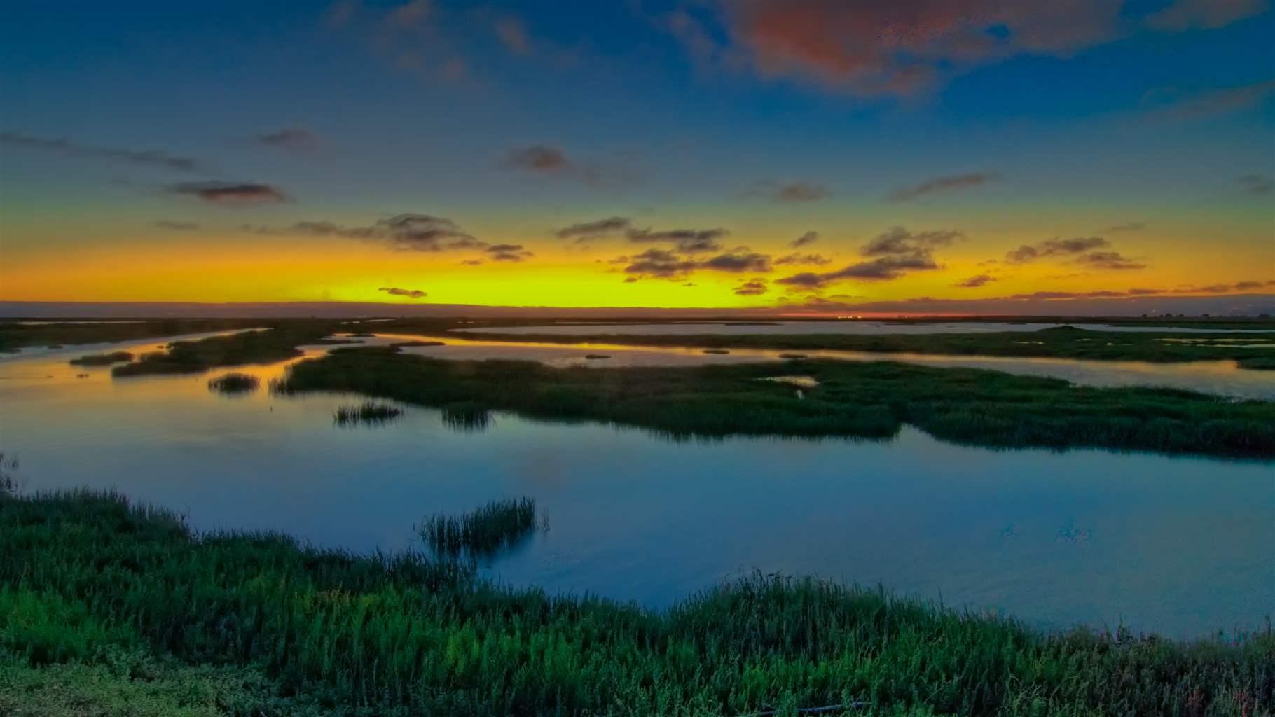 Salt marshes