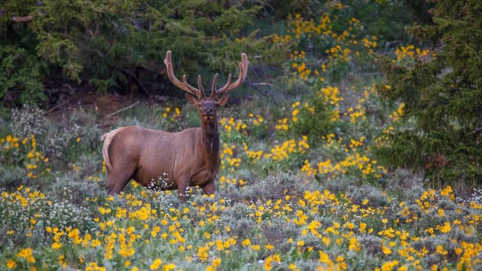 Deer in continental Divide Wilderness, wild, wildlife, deer, antelope, elk, buck, pronghorn, animal, rack, horns, engage, wildflower, flower, yellow, dark, hunt, venison
