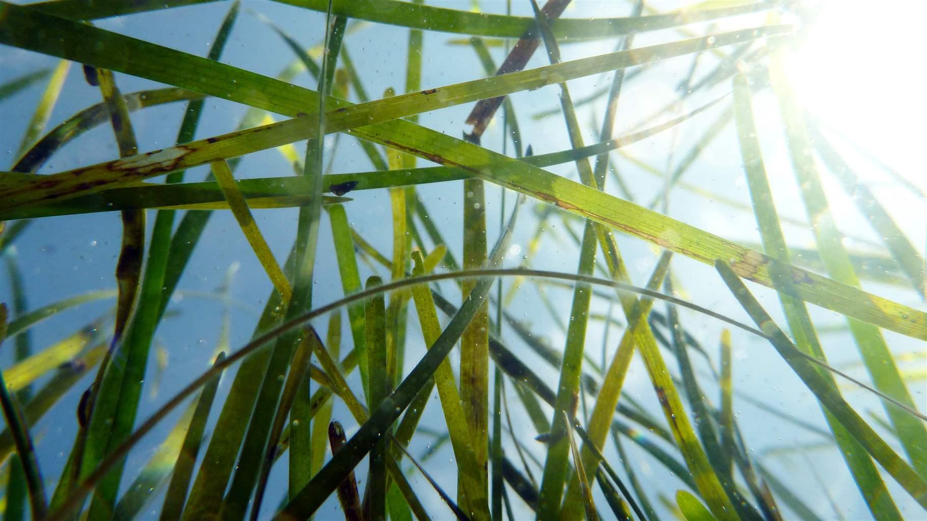 looking up from the bottom of an eelgrass bed, and highlights the unusually clear conditions that we were fortunate to see that day. looking up from the bottom of an eelgrass bed
