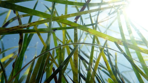  looking up from the bottom of an eelgrass bed