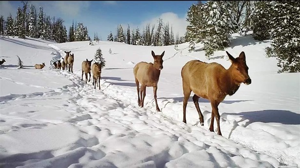 A line of brown female elk walk from left rear to right front along a deep path in snow with snow-flecked fir trees, blue sky, and puffy clouds in the background.