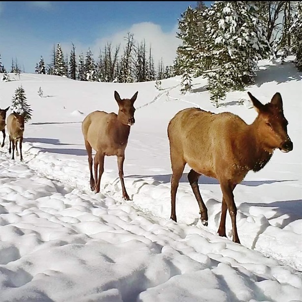 aA line of brown female elk walk from left rear to right front along a deep path in snow with snow-flecked fir trees, blue sky, and puffy clouds in the background.