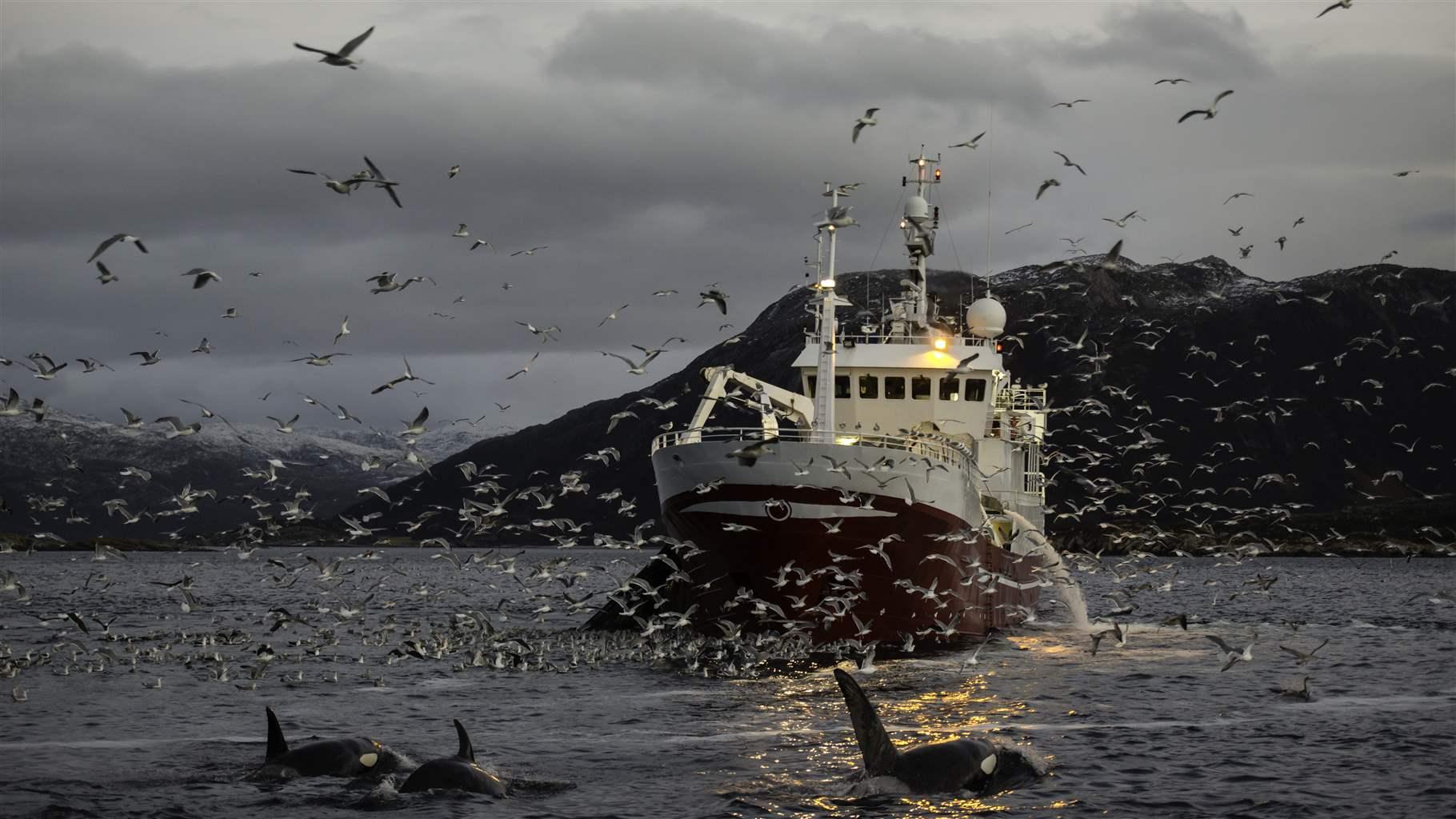 Ecosystem-Based Fisheries Management Needed to Help Marine Life Thrive in Northeast Atlantic Ocean