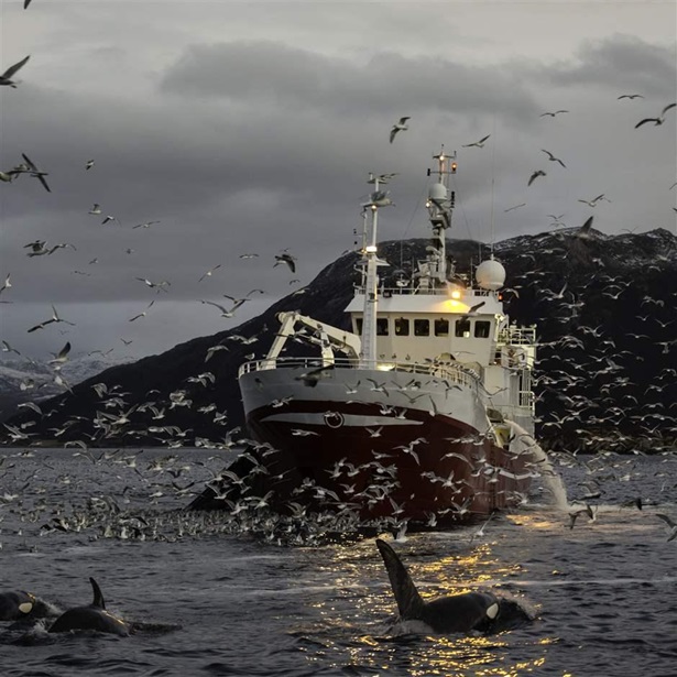 Ecosystem-Based Fisheries Management Needed to Help Marine Life Thrive in Northeast Atlantic Ocean