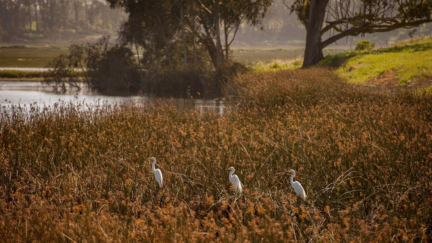 Three Great Egrets (Ardea alba) hunt for fish in Elkhorn Slough Reserve- Moss Landing, California.