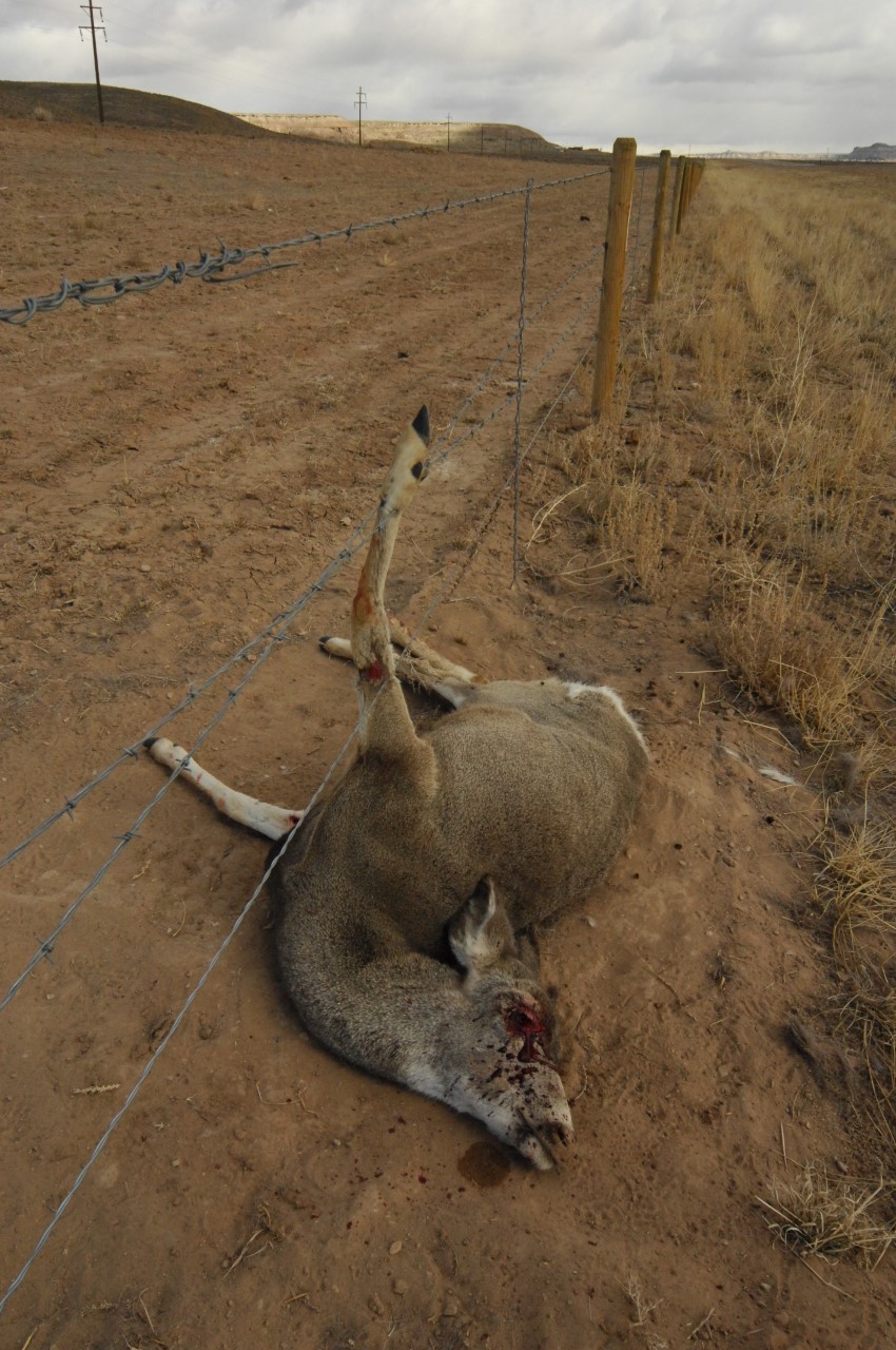 A dead deer lies on the ground, entangled in barbed wire, on a dry open prairie.