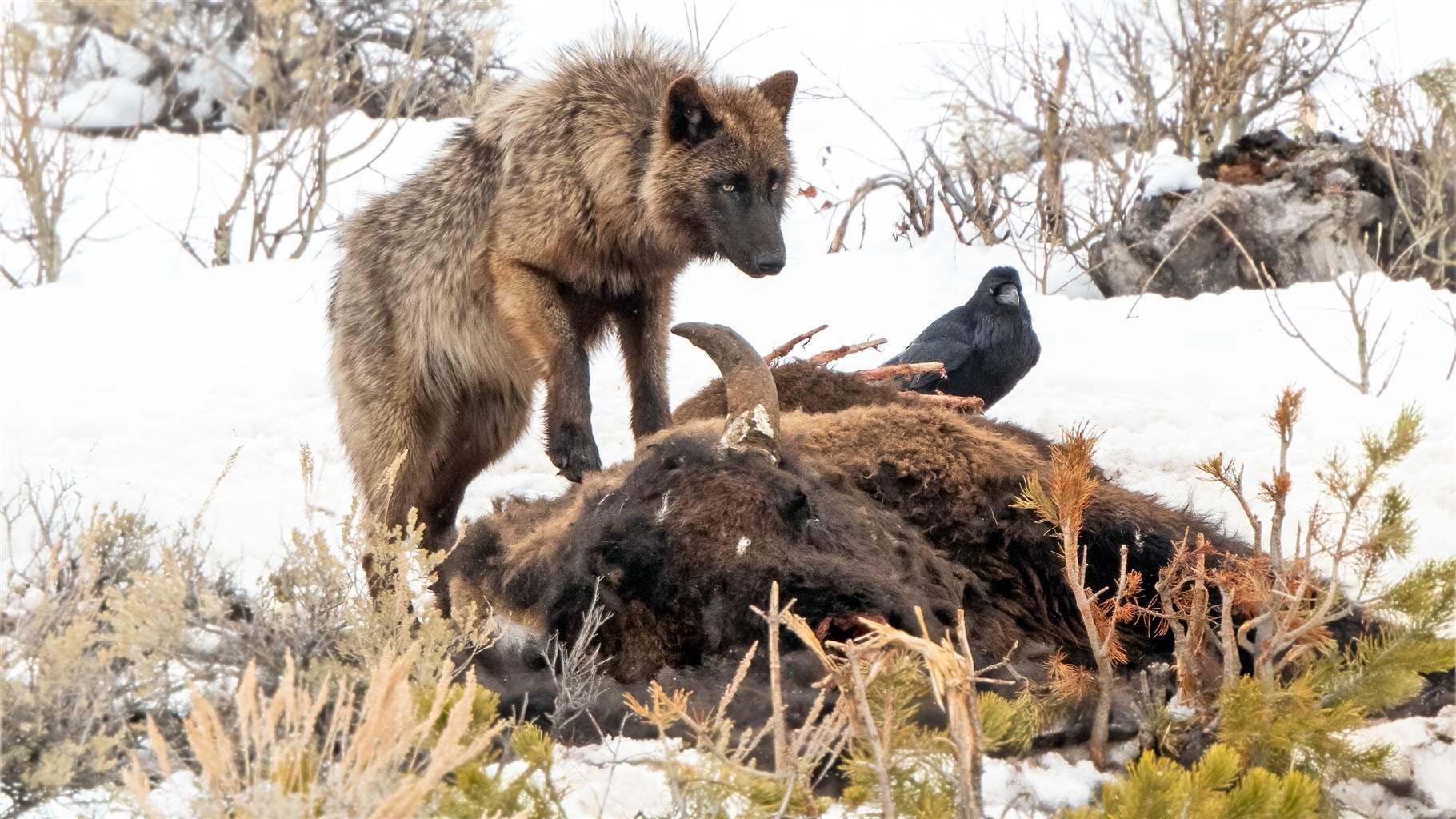 A black and brown wolf from the Wapiti Lake pack and a crow stand atop a bison carcass in a snowy landscape at Yellowstone National Park.