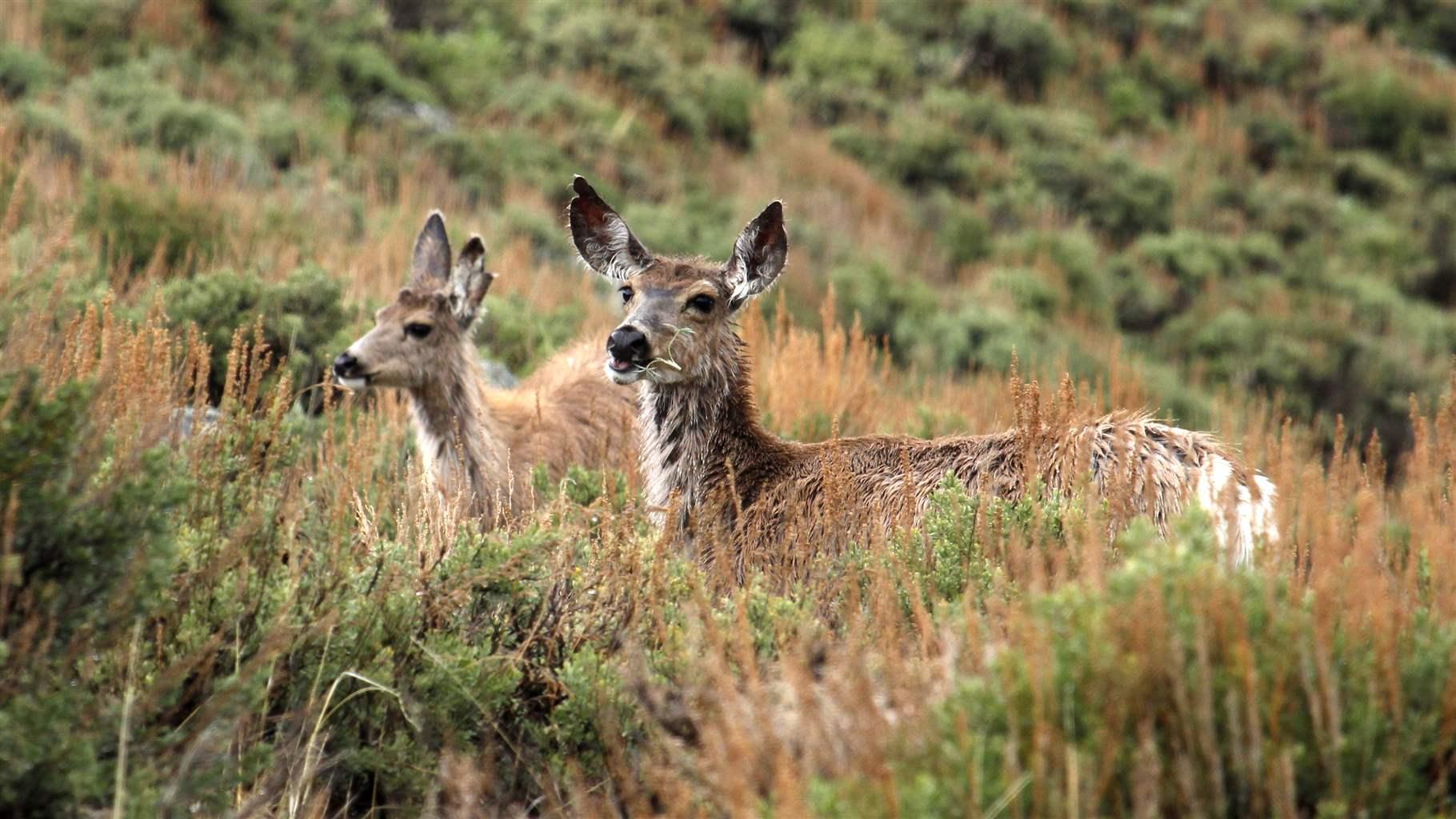 Two mule deer stand in tall spring foliage among sagebrush-covered hills.