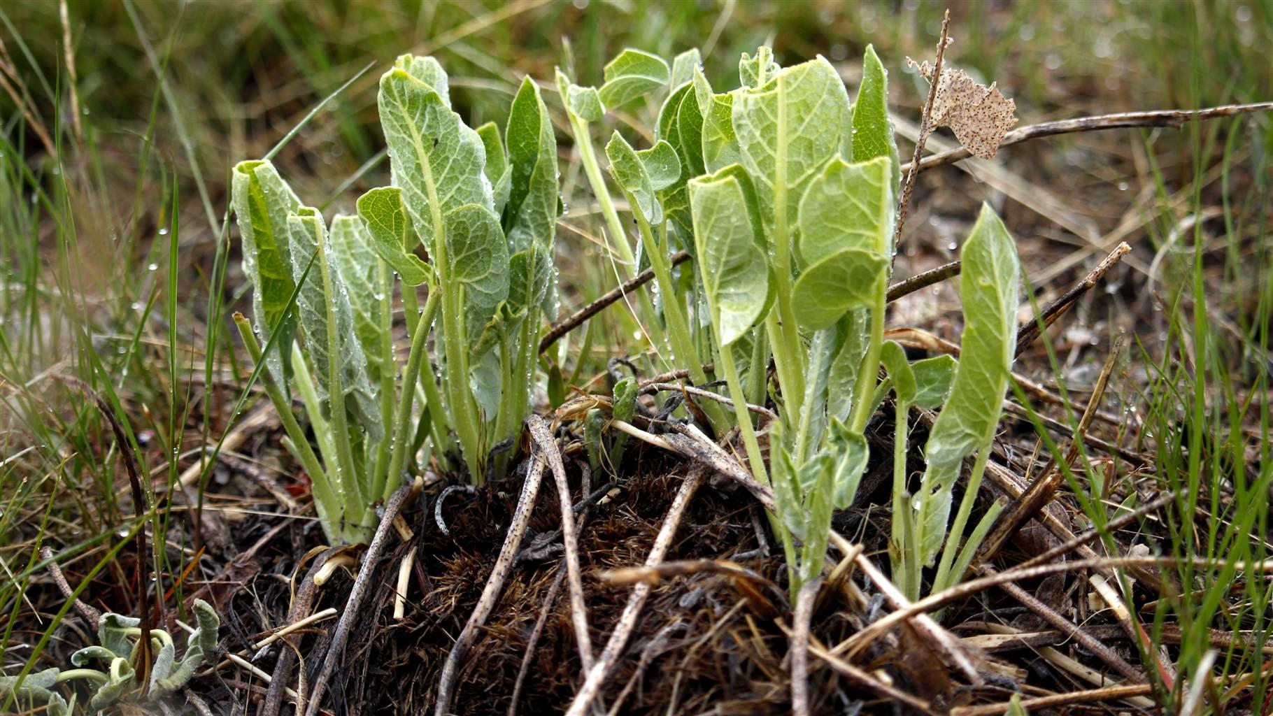 A cluster of arrowleaf balsamroot that has been nibbled on. Elk, pronghorn, and other ungulates will graze on these and other young plants in the spring.