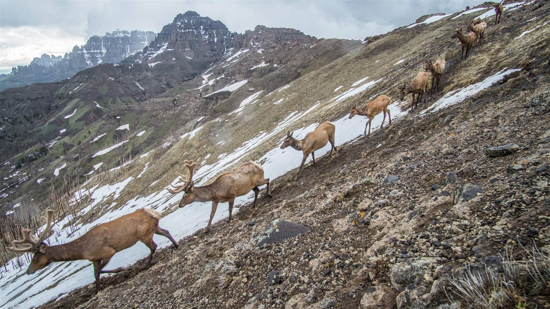 Nine elk descend a scree-covered high-altitude slope in single file with light snow on the ground and mountains in the distance.