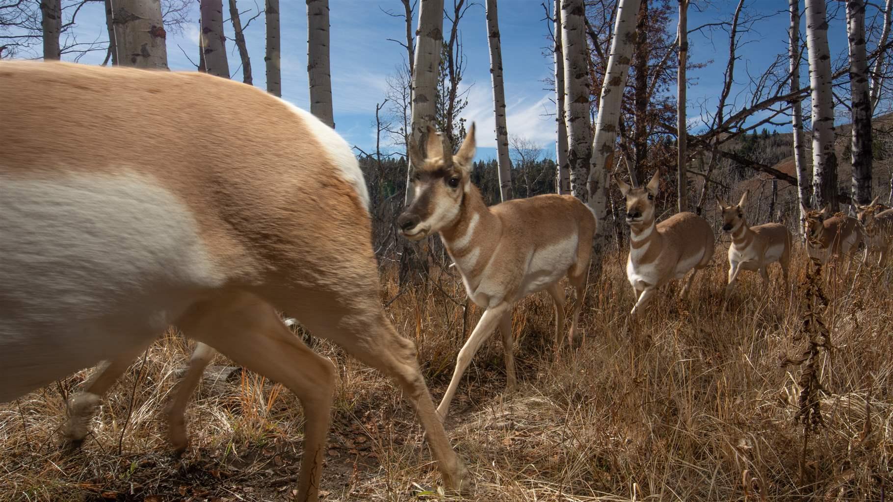 Pronghorn migration