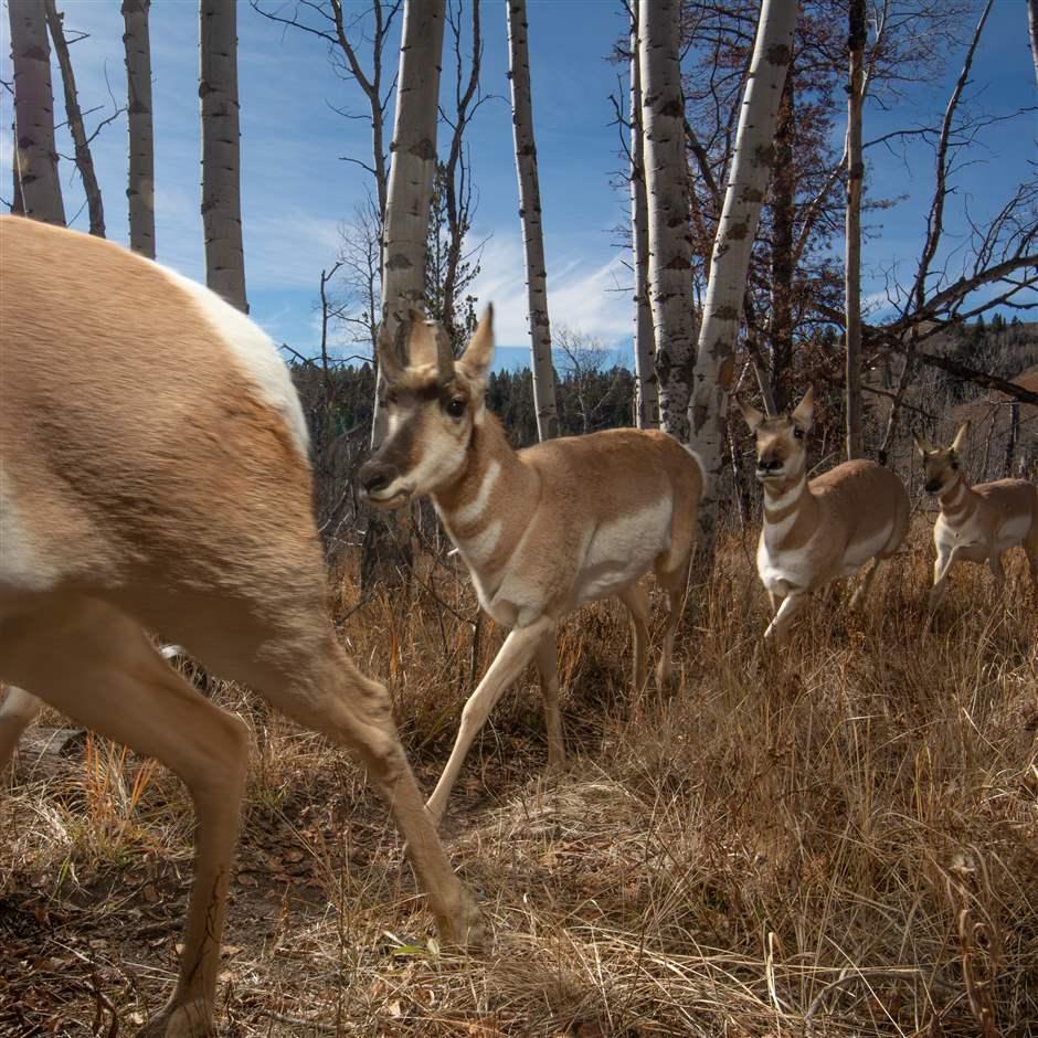 How to Conserve Wildlife Migrations in the American West