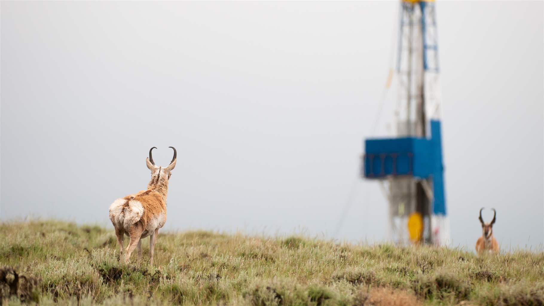 Two pronghorn stand on a grassy field, facing away from the camera. A tall blue-and-yellow drill rig stands toward the right, beyond the animals.