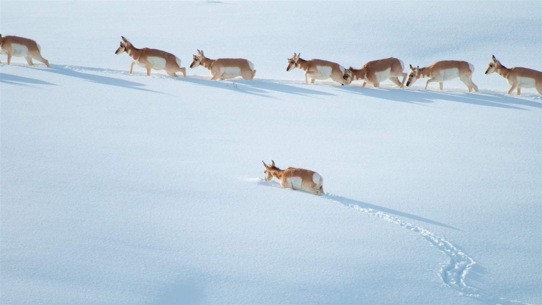 A herd of pronghorn migrating uphill, with apparent difficulty, through snow up to their bellies. 