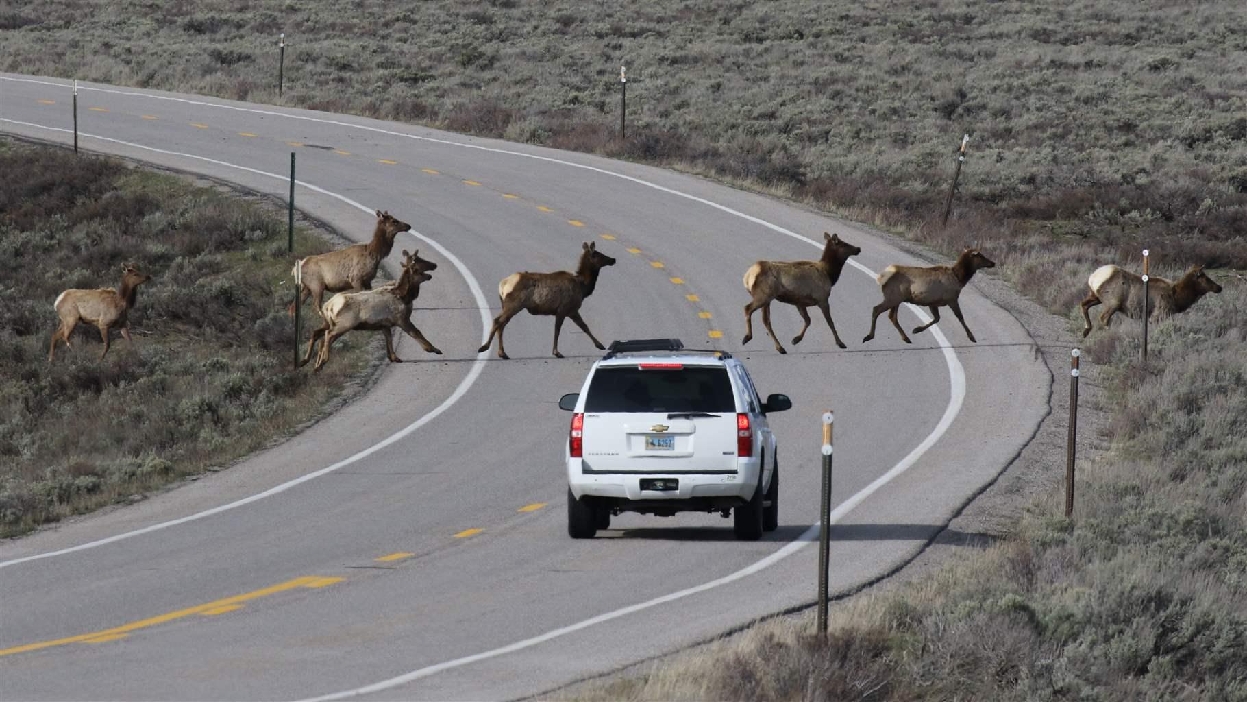 Seven elk cross a curved, two-lane road in front of a white SUV.
