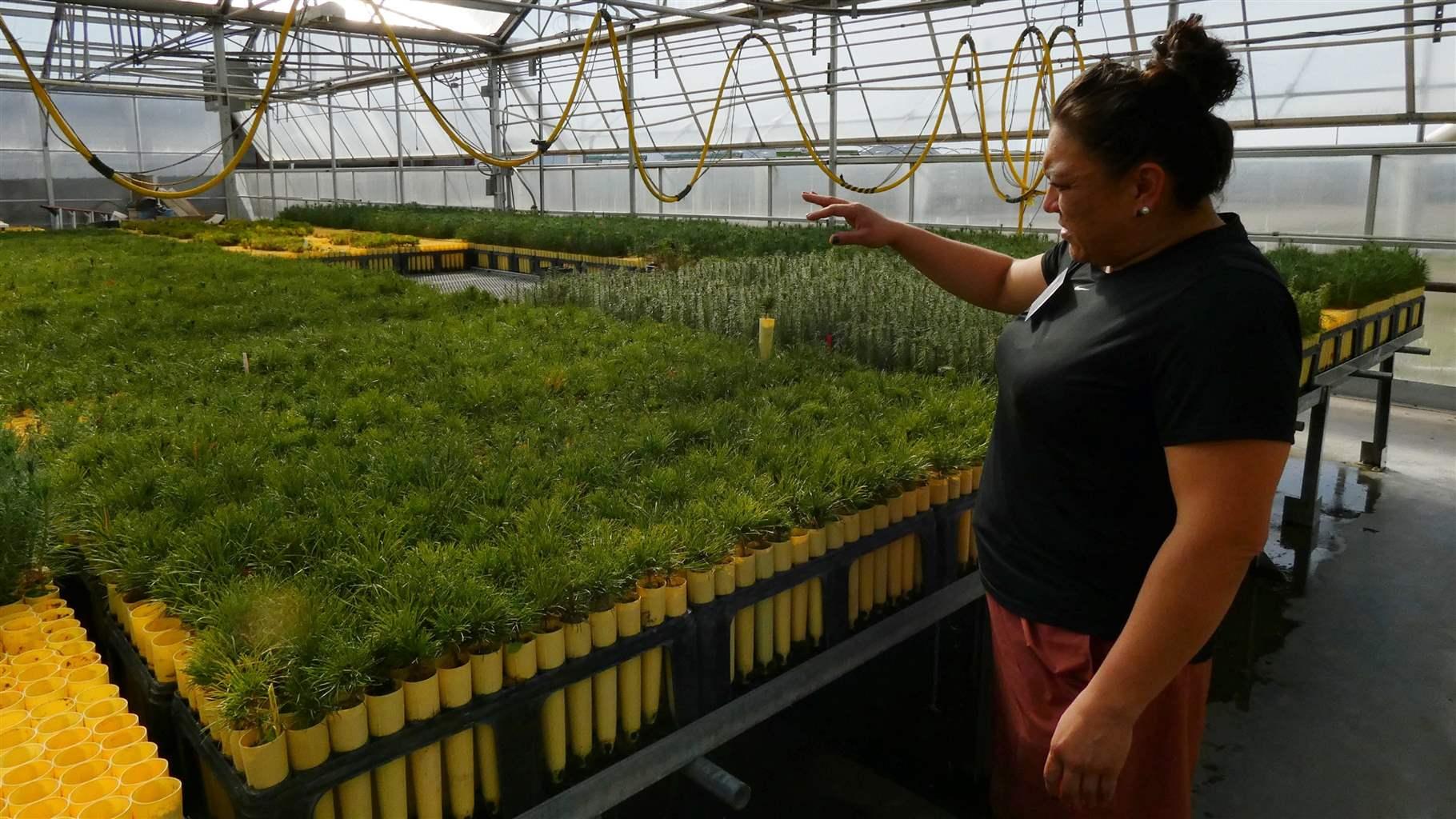 : ShiNaasha Pete, reforestation forester : ShiNaasha Pete, reforestation forester
