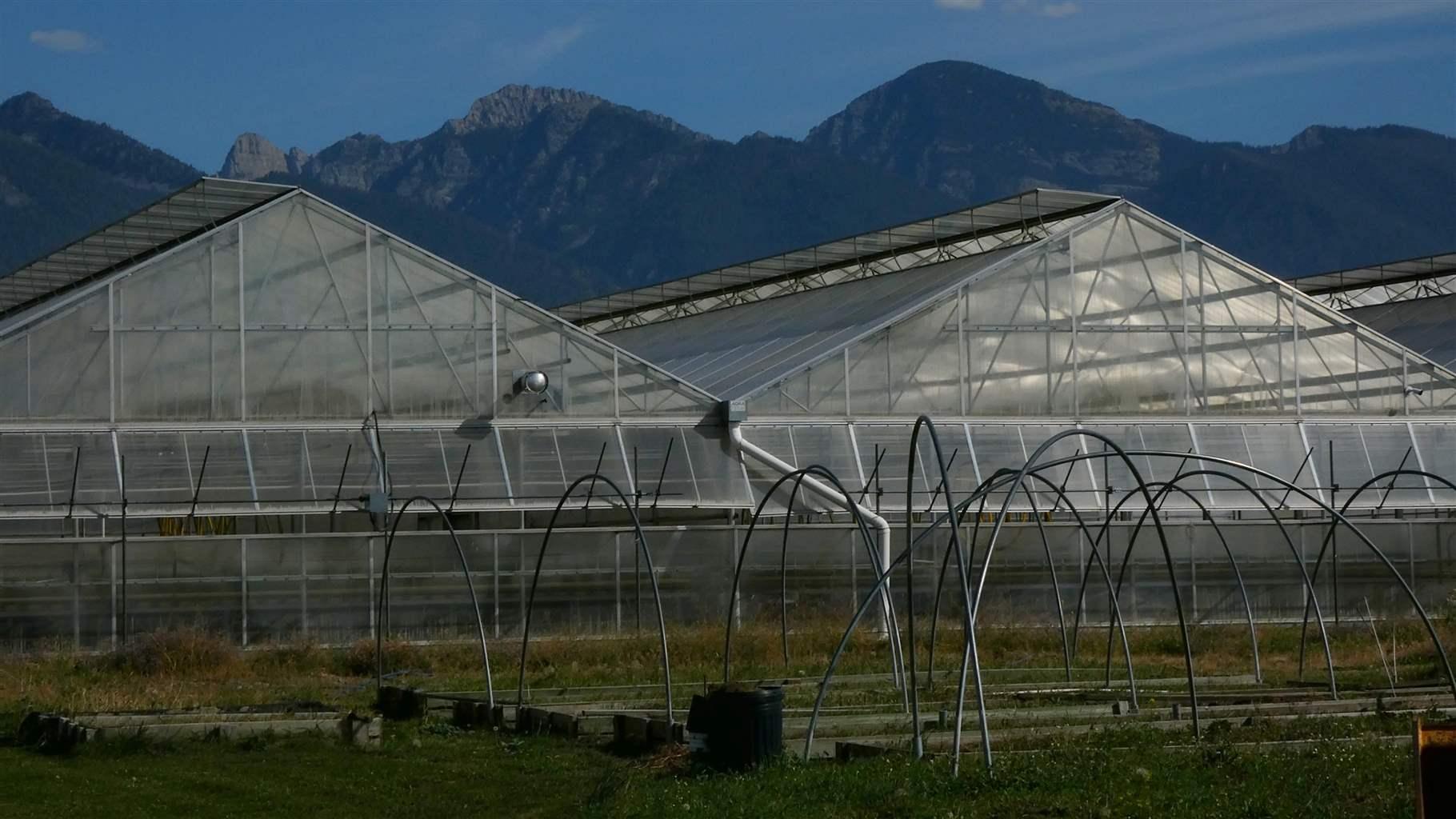 The Mission Mountains rise behind greenhouses 