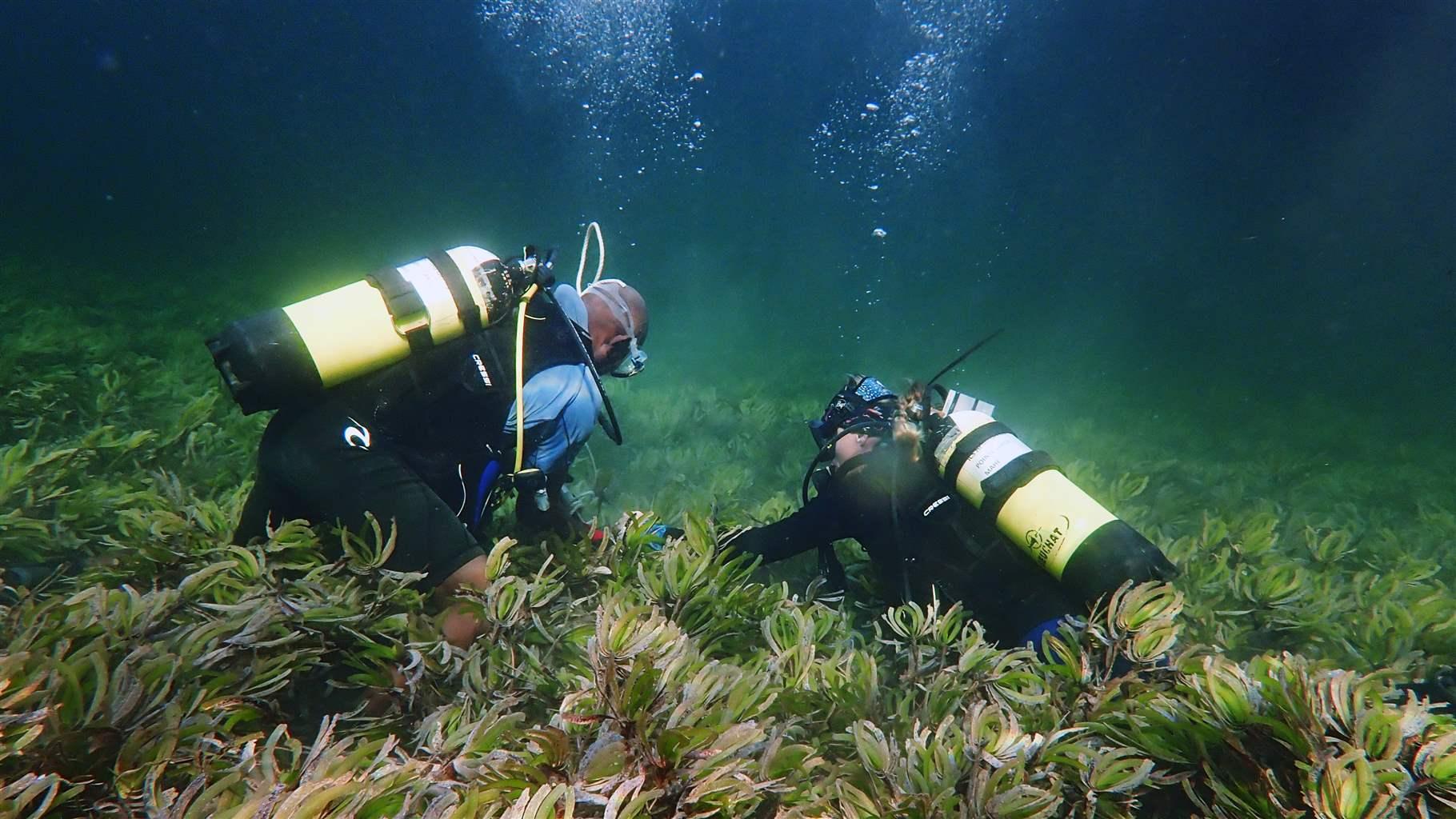 Researchers collect samples from a seagrass meadow in Seychelles
