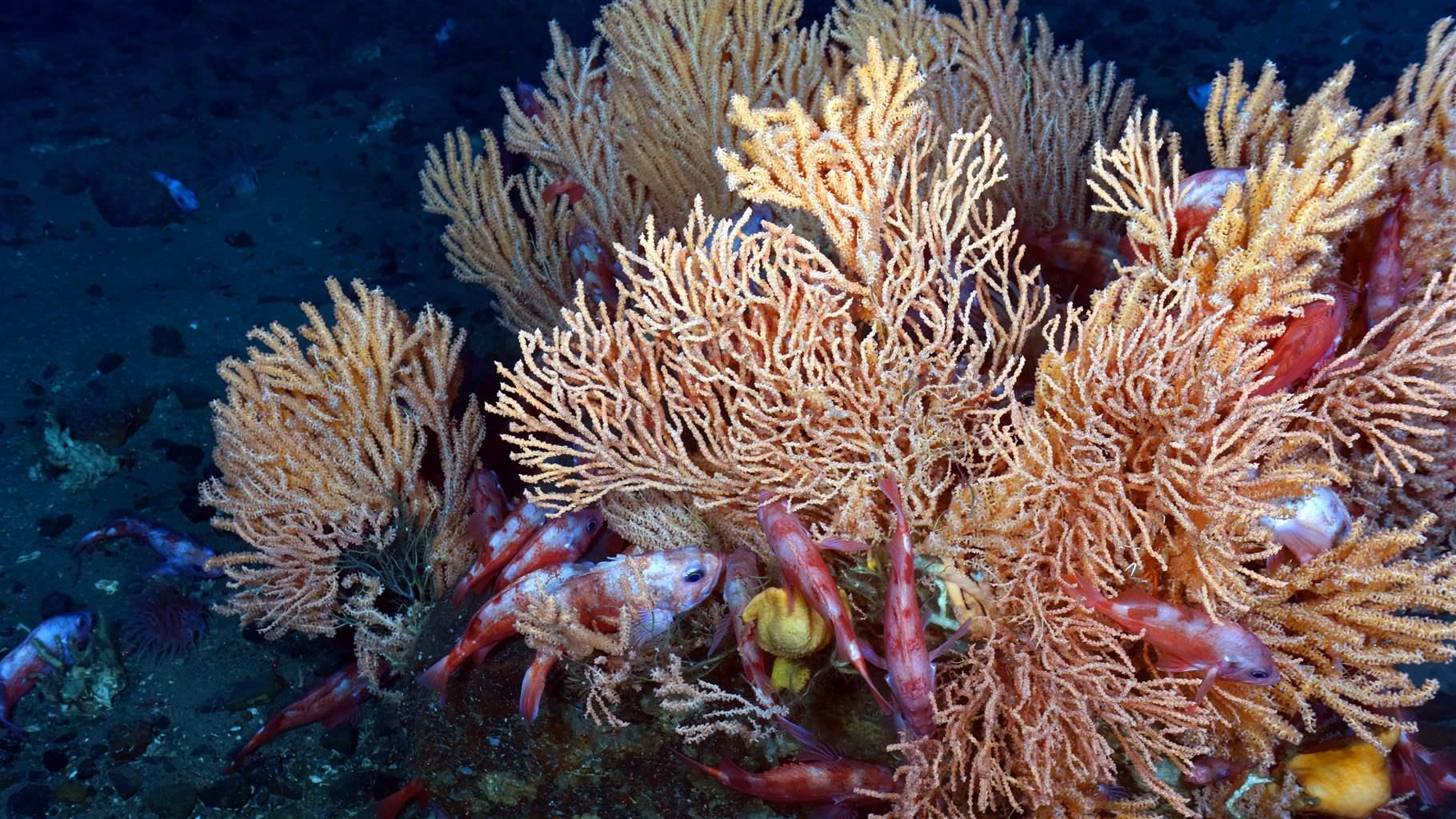 A gorgonian soft coral, known as seacorn coral (Primnoa resedaeformis), and redfish showcase the biodiversity within the Eastern Canyons Marine Refuge