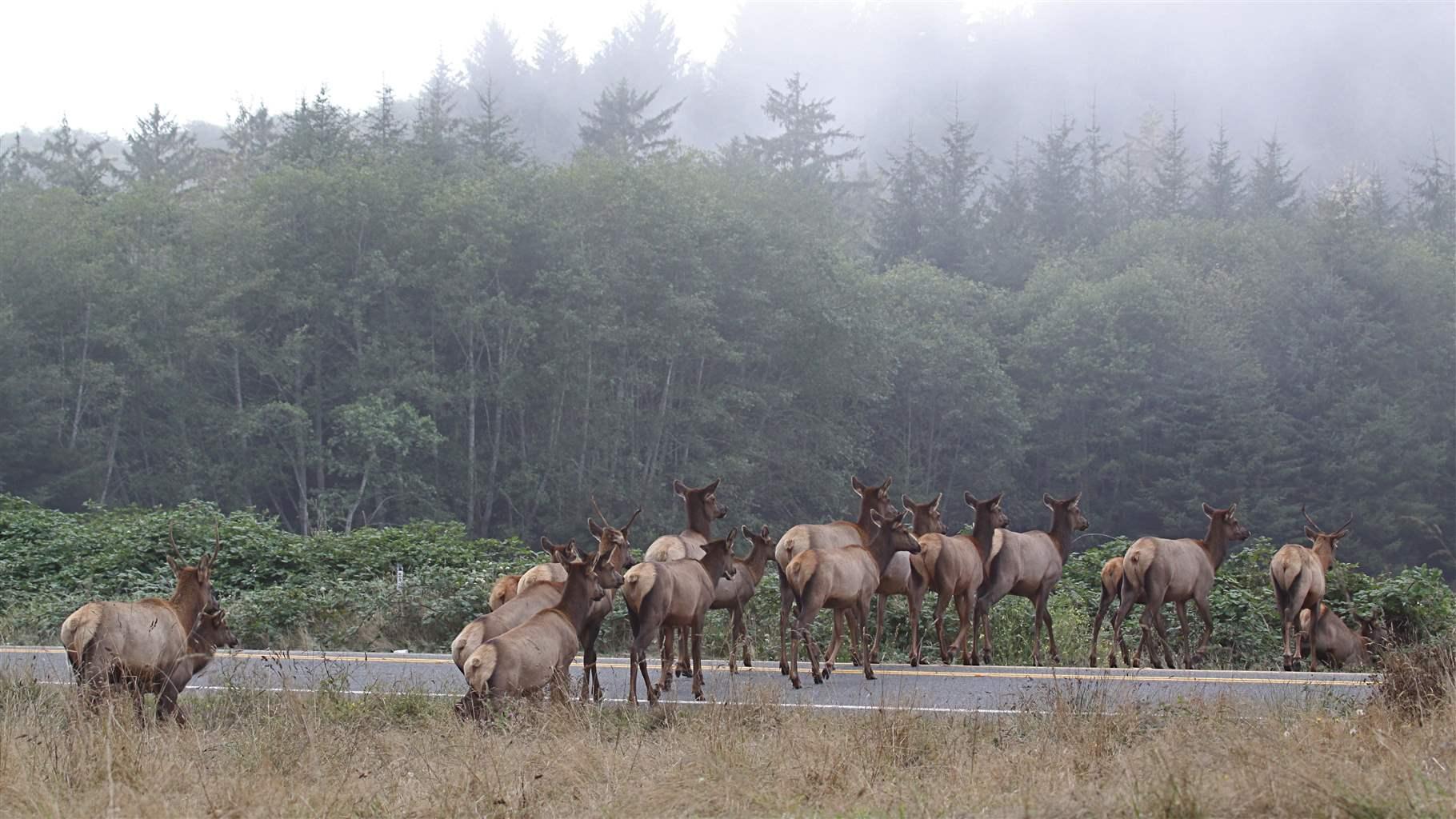 Wildlife migration crossing road