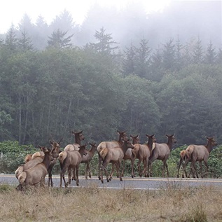 Wildlife migration crossing road