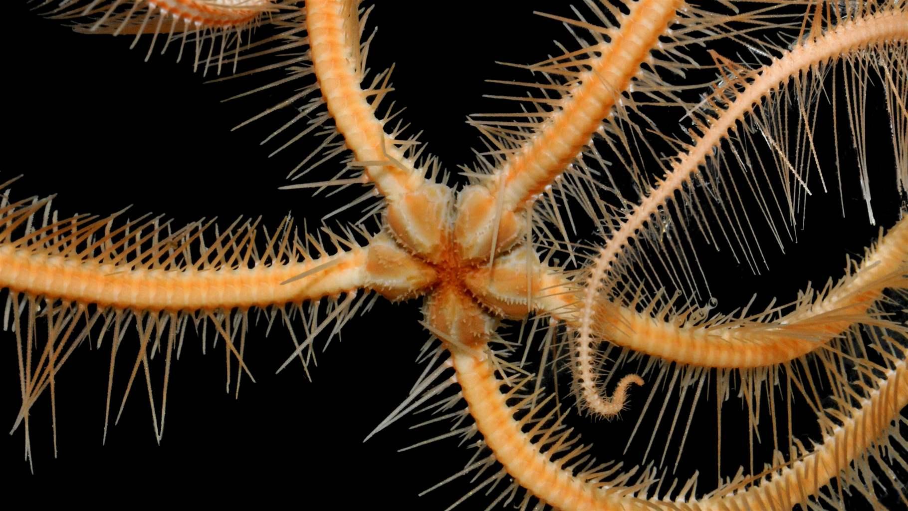 Orange ophiuroid in the deep sea 