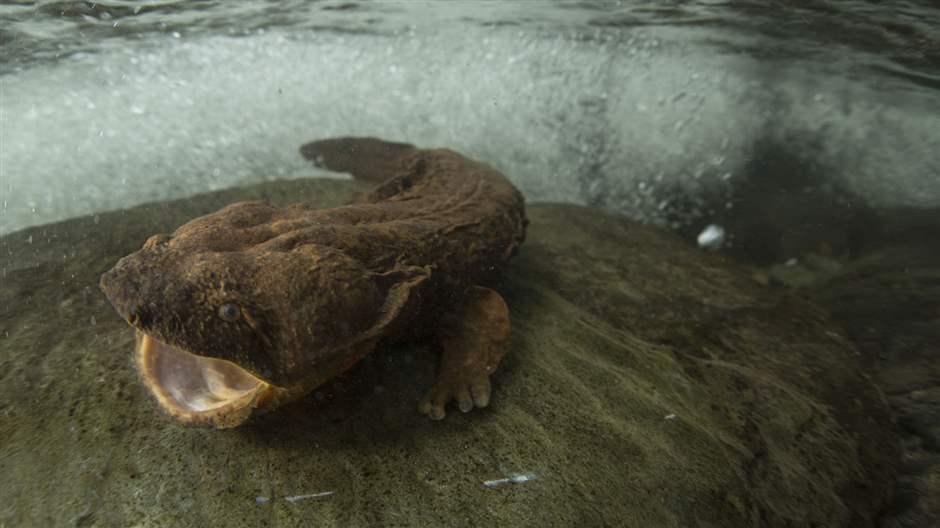 The Eastern hellbender sits on a rock wit streams of high water behind