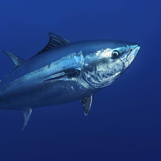 Underwater Atlantic Bluefin Tuna or Thunnus thynnus