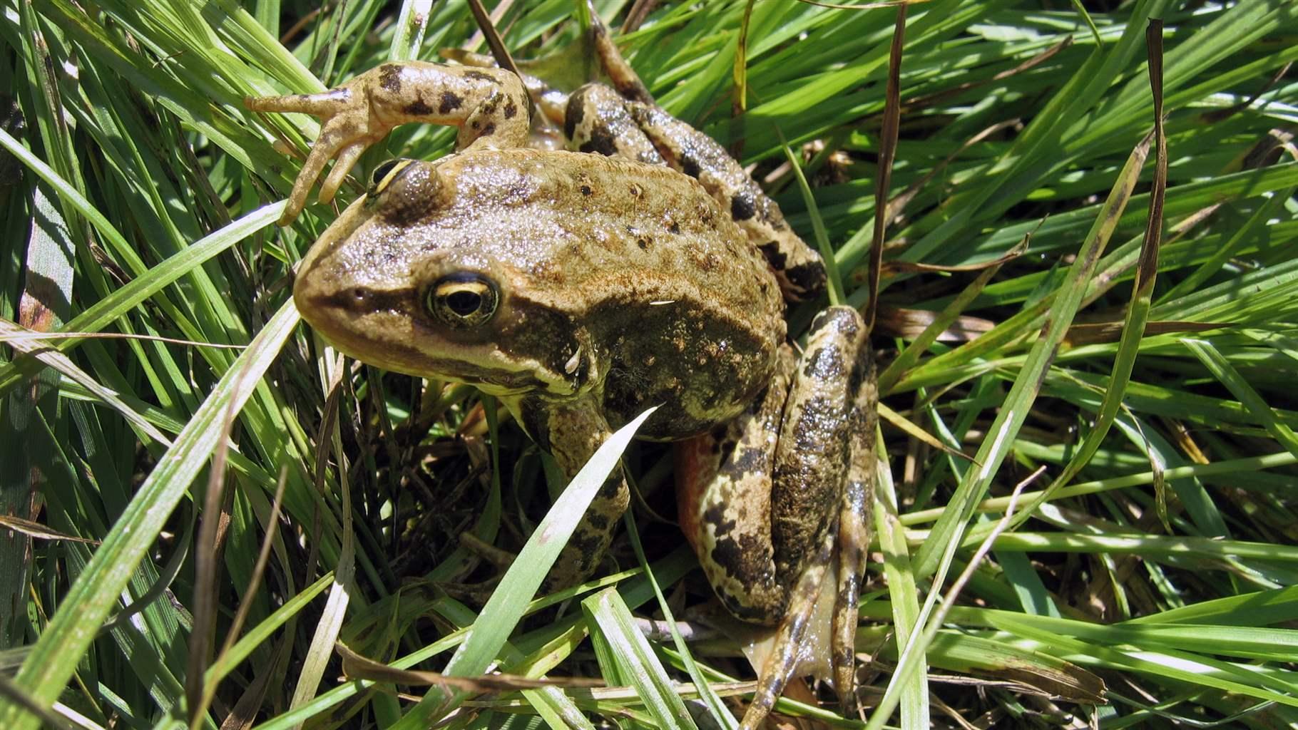 The Columbia spotted frog
