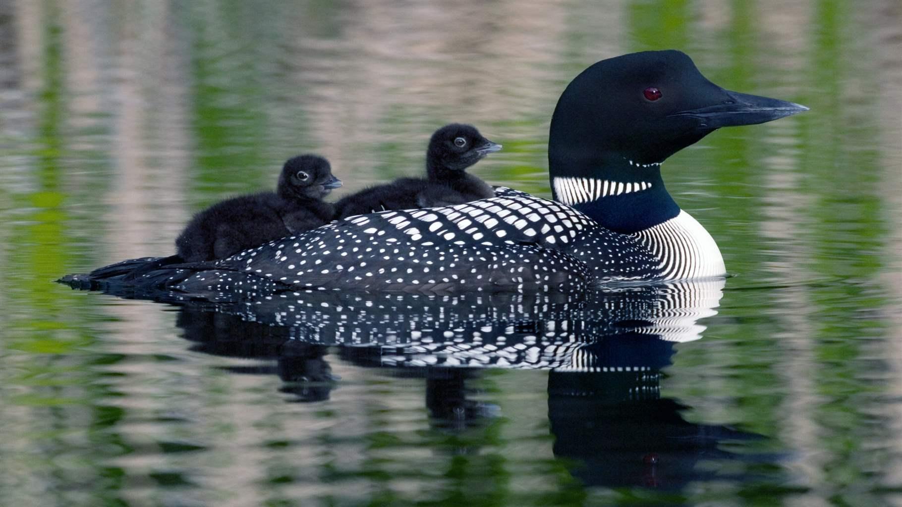 A common loon 
