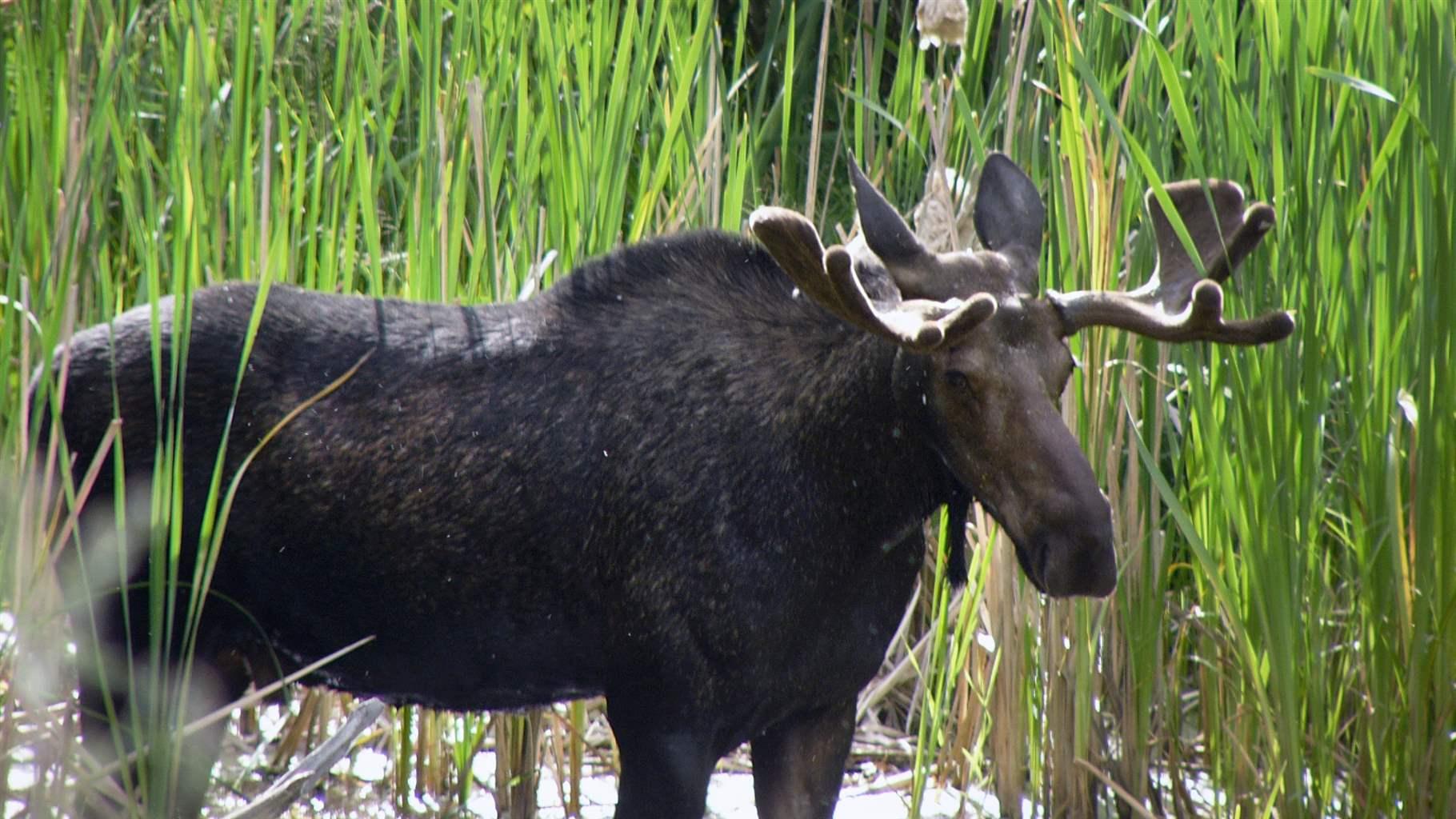 bull moose stands in the Bitterroot National Forest