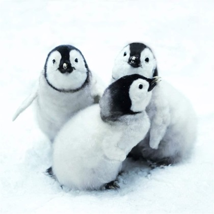 portrait of three cute emperor penguin chicks sitting in snow