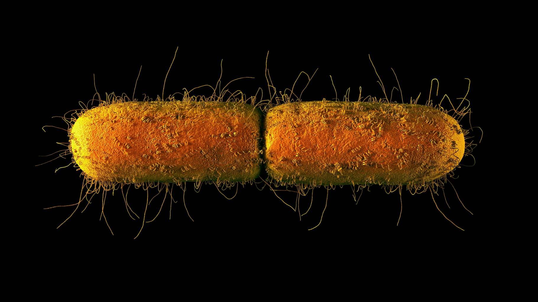 Computer illustration of an orange e.coli
