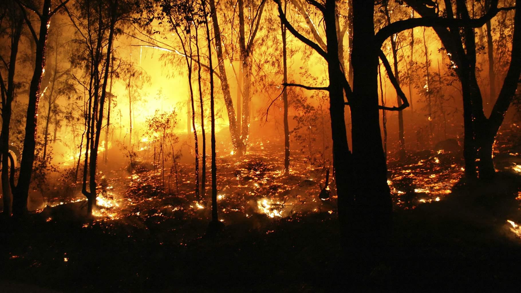 From a bushfire in 2007 where 2000 Hectares were burnt out.