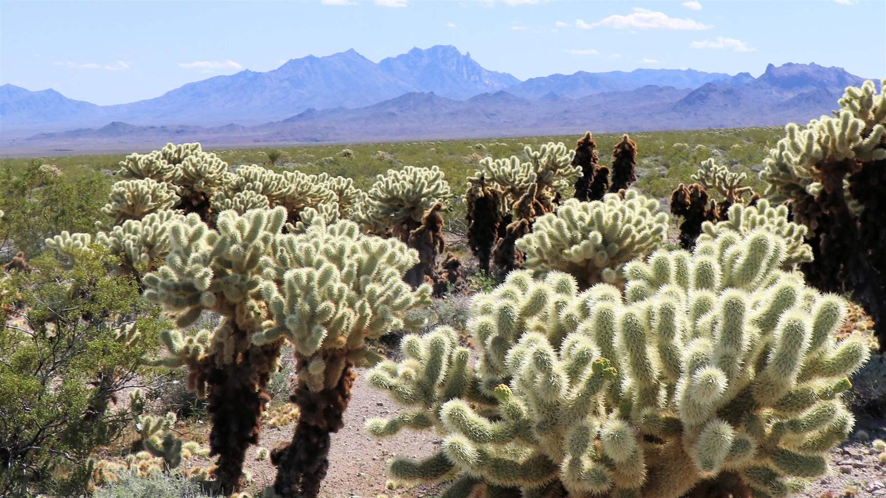  Spirit Mountain rises in the distance behind a grove of teddy bear cholla cacti.