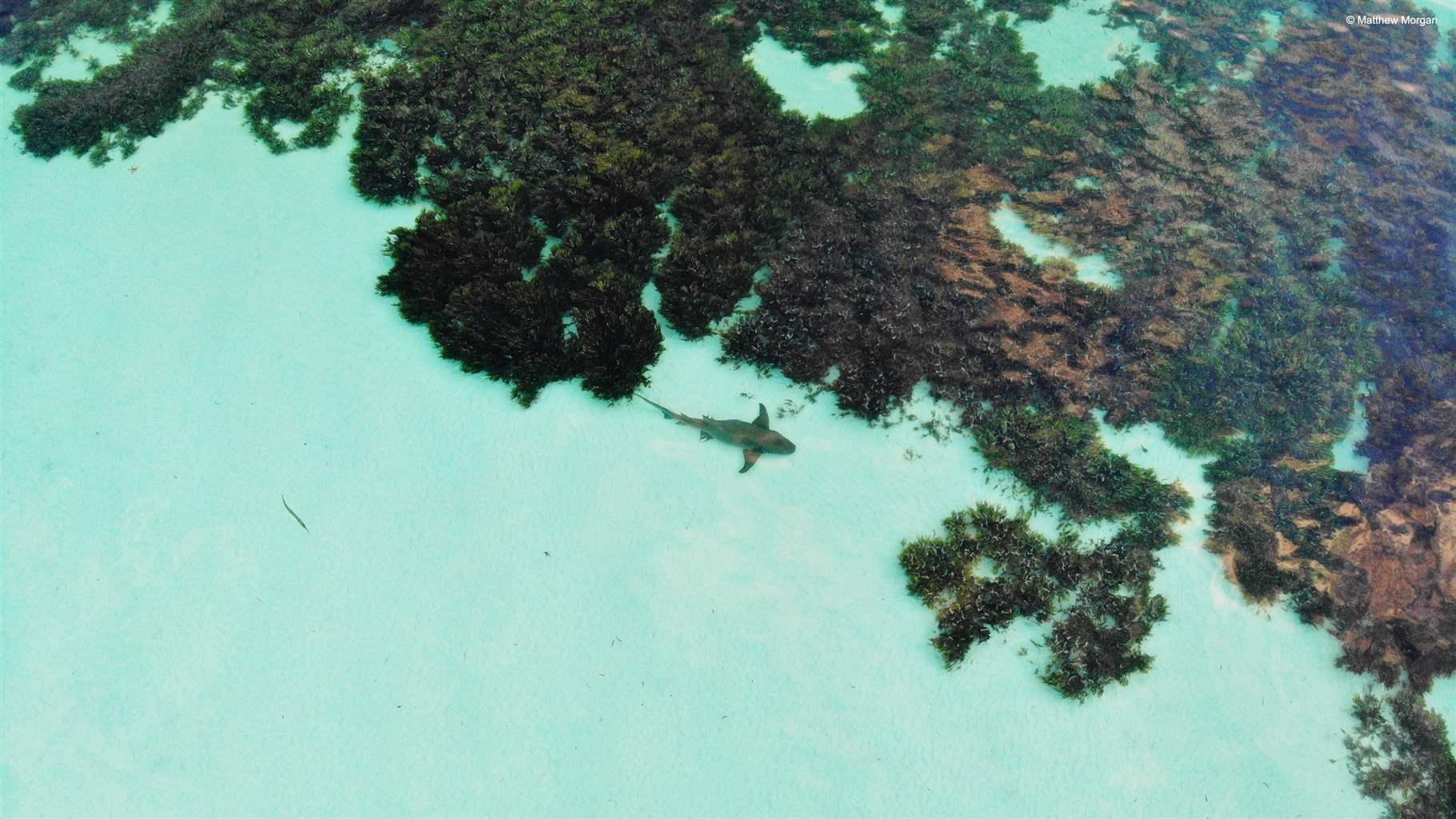 A shark swims through seagrass in Seychelles