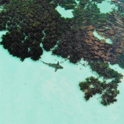 A shark swims through seagrass in Seychelles