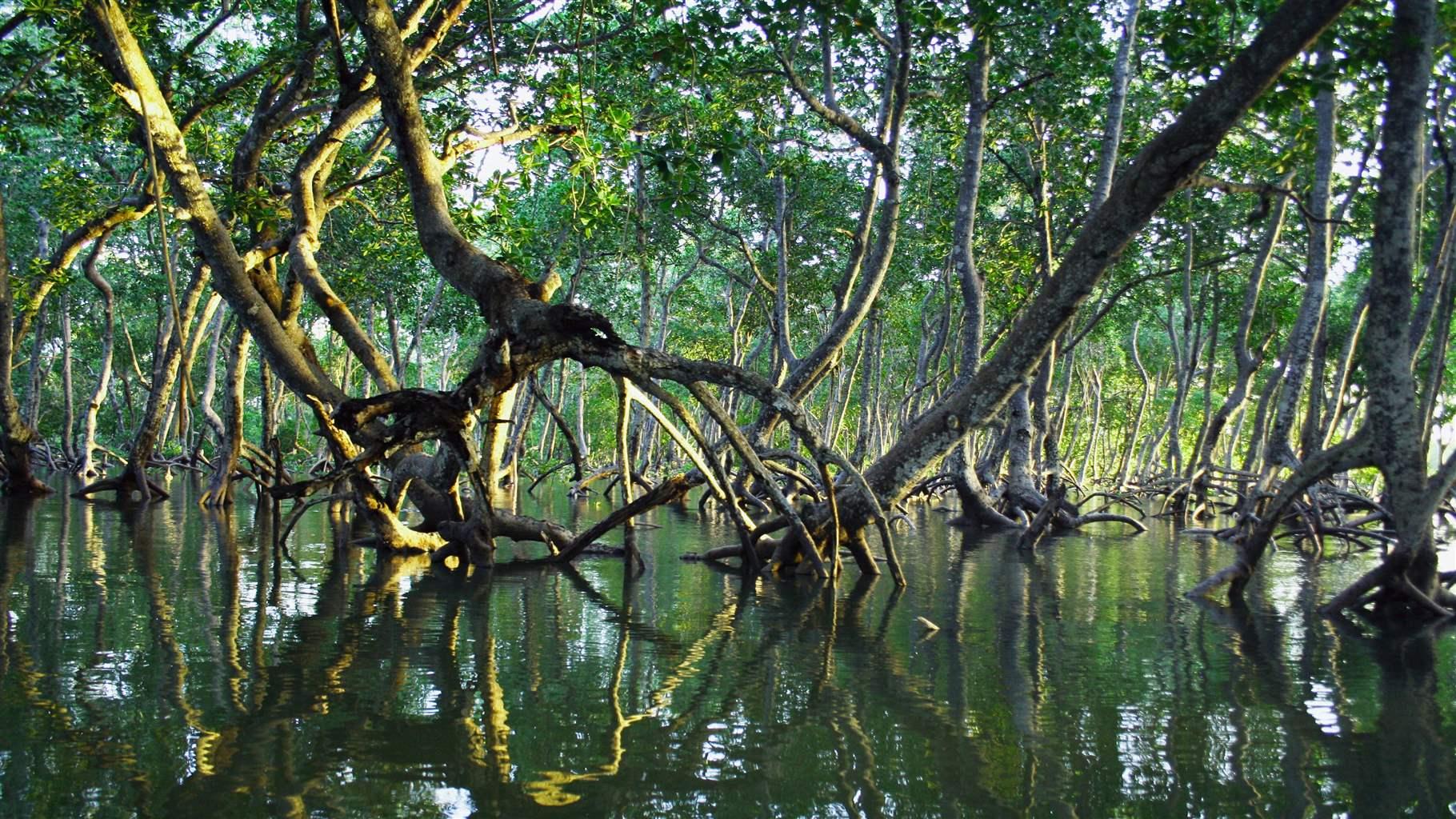 Mangroves planted in an area 